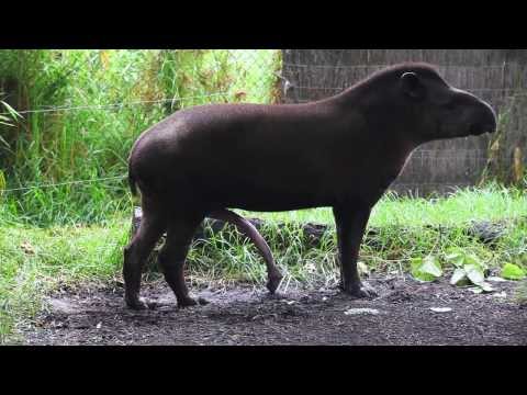 BRAZILIAN TAPIR with five legs at Melbourne zoo - Australia