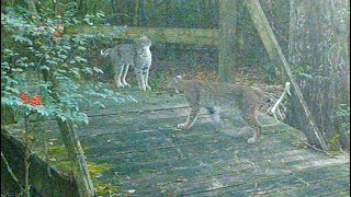 Backyard Trail Cam, Bridge Cam Part 2, Dec. 2022 to May 2023