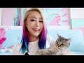 Munchkin cat answers your questions の動画、YouTube動画。