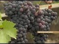 Под Красноярском начался сбор винограда