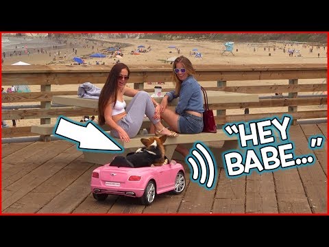 Funny Dog Drives and Asks Girls Out!