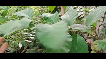 Cây Đơn Răng Cưa  0786.074.336 cây thuốc quý chữa u gan, u đại tràng