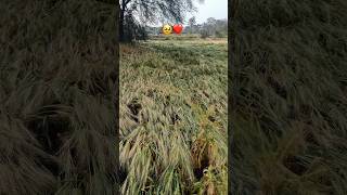 shetkareyachi vetha😭 kasi zali 23/02/2026 avkani paus #nature #latestserial #singersuchitra #ratham