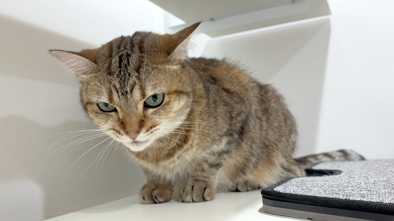 自分が思う最高の猫画 A cat who struggled to survive in the outside world found
