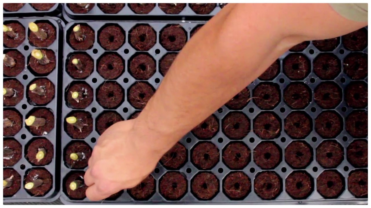 Florali Bougainvillea 2016