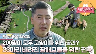 고양이를 부탁해  고양이 천국을 아시나요?