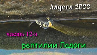 #12 Водномоторный поход по Ладожским шхерам 2022 / рептилии Ладоги