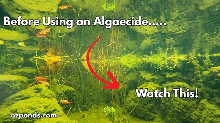 How to Kill Algae Without Killing Your Pond