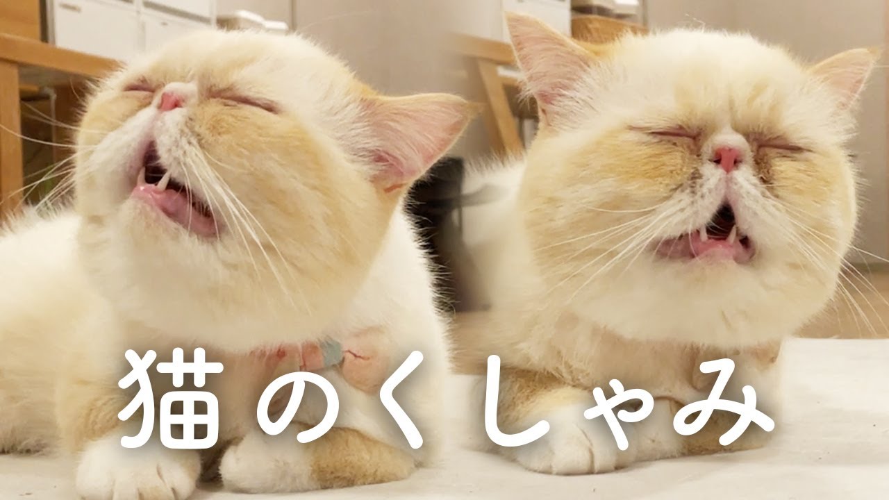 エキゾチックショートヘアのくしゃみと、負けられない戦い。 - YouTube