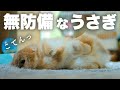 「こてん」とお腹を見せるうさぎ!すべてがかわいすぎる!No.61