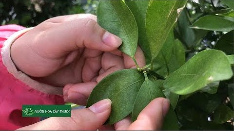 Chia sẻ vụ Hoa Quất Cảnh năm 2020 như thế nào và cách để hoa đẹp