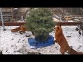 Funny foxes received the Christmas tree after the holiday season