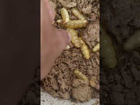 Video: Apakah rupa larva anai-anai?