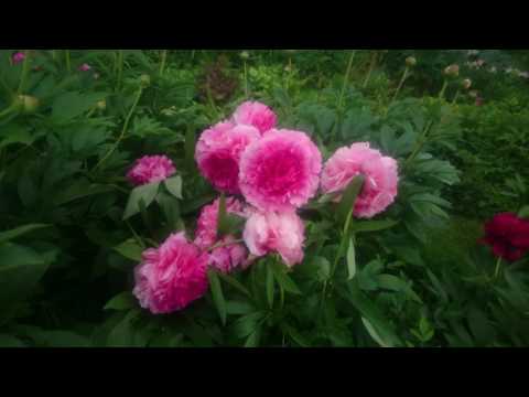 Paeonia Rose Heart