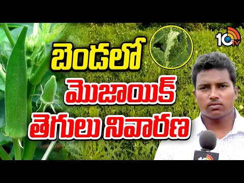 Prevention of Mosaic Disease in Okra | బెండలో మొజాయిక్ తెగులు నివారణ | Matti Manishi | 10TV - 10TVNEWSTELUGU