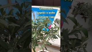 Оливковое дерево в моём молодом саду #олива #средиземноморье #дома