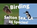 Birding The Salton Sea in California. February 2021. 66 Bird Species!