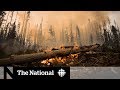 The environmental impact of wildfires and climate change's role