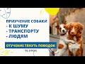 Как приучить собаку к громким звукам, шуму, транспорту, к людям? Как отучить собаку тянуть поводок?