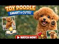 Why Toy Poodles Are Secret Geniuses!🐩