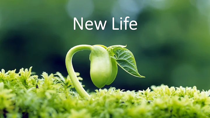 Life in the Spirit Seminar - A New Life