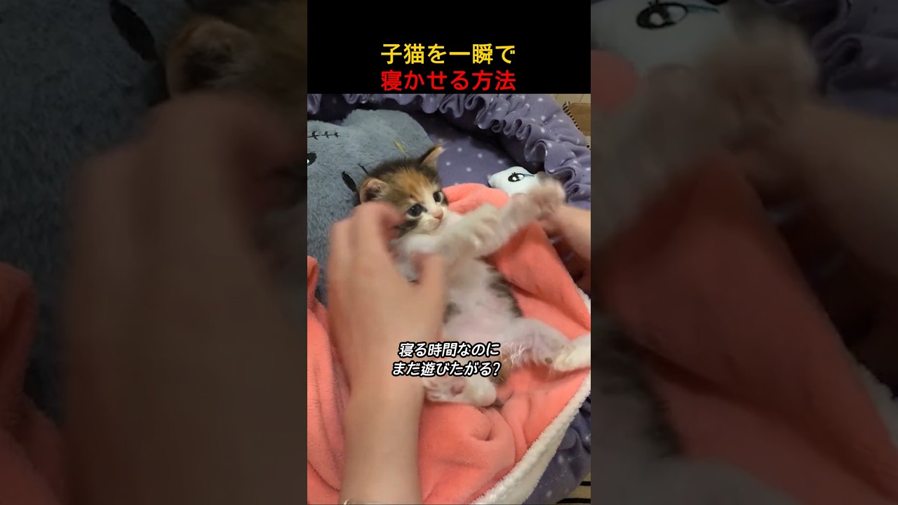 子猫を一瞬で寝かせる方法!!