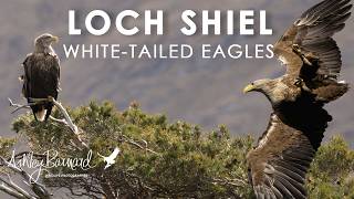 Stunning White Tailed Eagle Encounters – Loch Shiel Photography