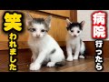 パッツン前髪兄弟猫が病院で笑われました