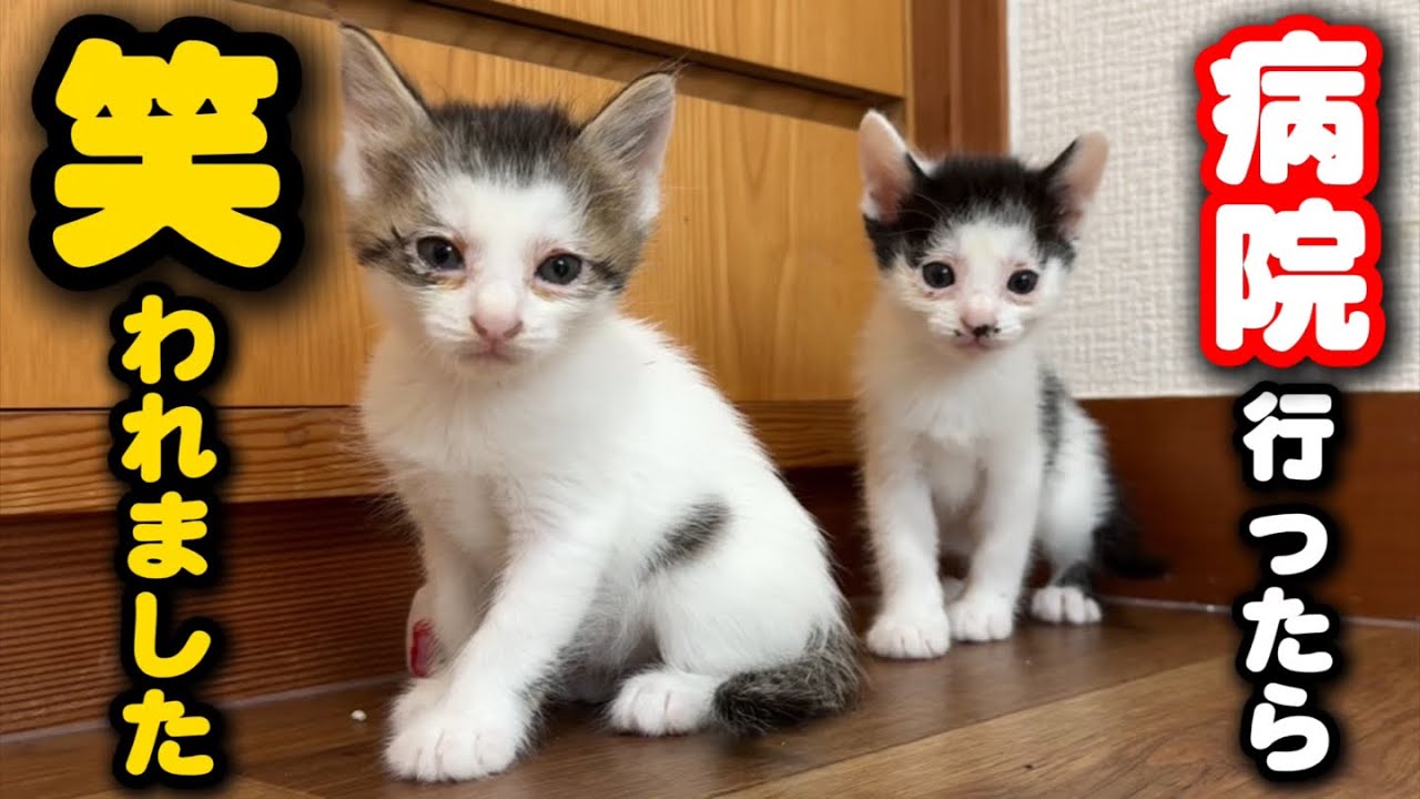 My cat brothers with bowl-cut bangs got laughed at at the vet