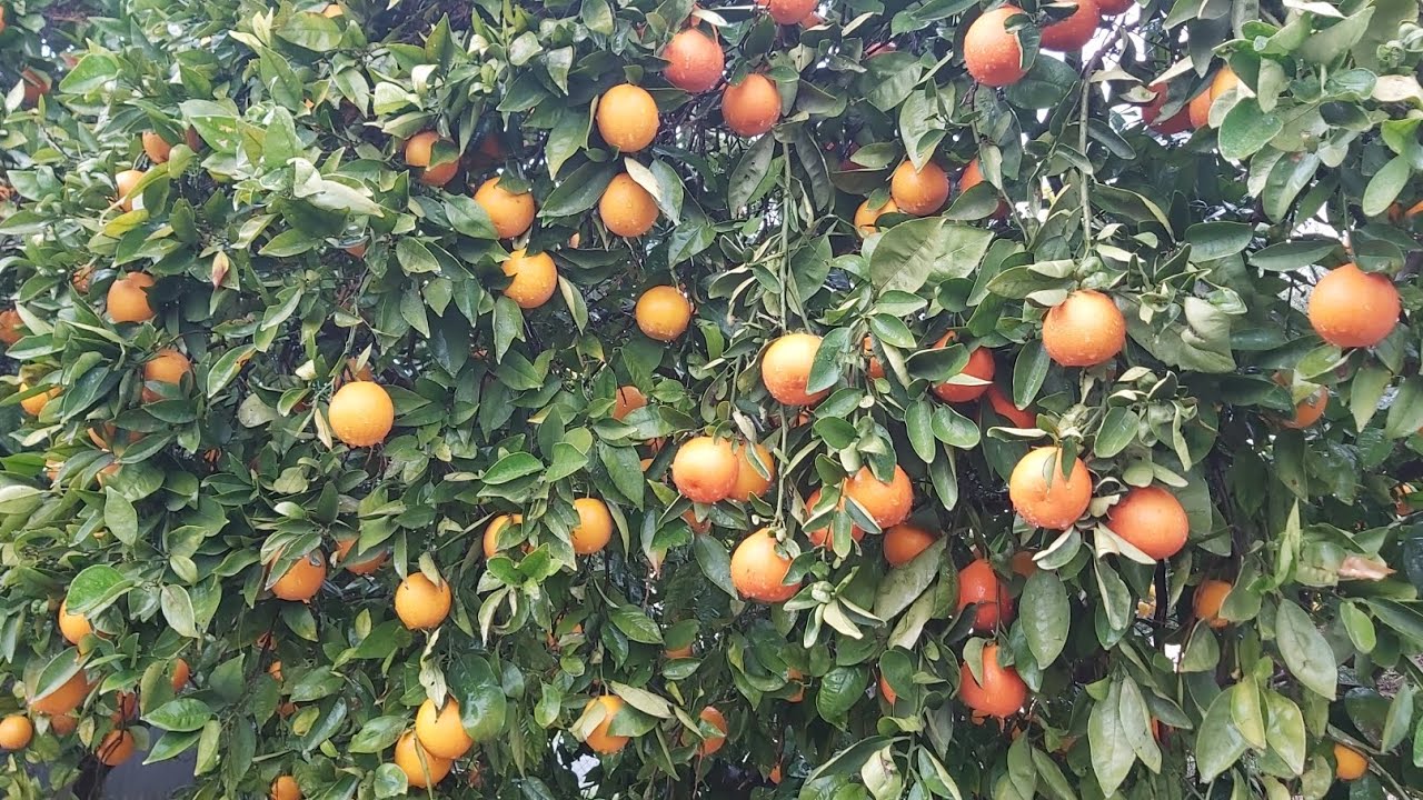 Hello have a nice day everyone,  thanks for watching🙏❤ #backyard 