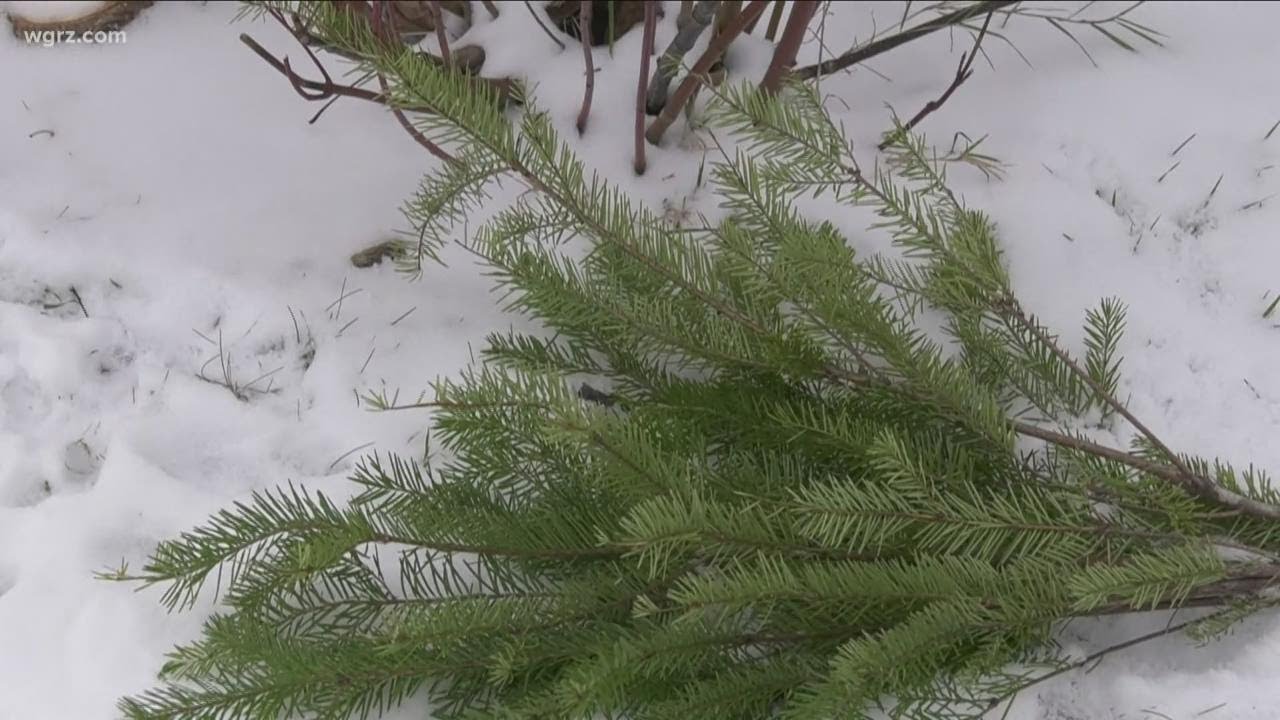 2 the Garden: How your Christmas tree can benefit the environment - YouTube