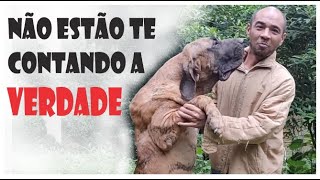 INDIVIDUO NÃO É RAÇA diferencie aprendizado de entretenimento sobre cães no YouTube