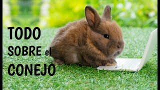 RABBITS: A dog and a rabbit together? Myths about rabbits and other videos by CyPmascota 48,144 views 1 year ago 26 minutes