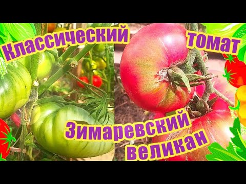 Томат Зимаревский великан . - YouTube