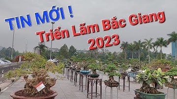 TOÀN CẢNH triển lãm Bonsai vừa & nhỏ nội tỉnh BẮC GIANG 2023 .