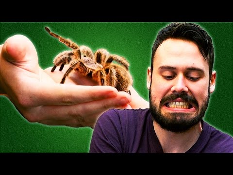 People Face Their Fears of Snakes and Spiders