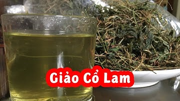 Tác Dụng Của Giảo Cổ Lam 5 Lá Và Mua Giảo Cổ Lam Ở Đâu