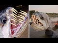 10 DEADLIEST River Monsters Of The Amazon!