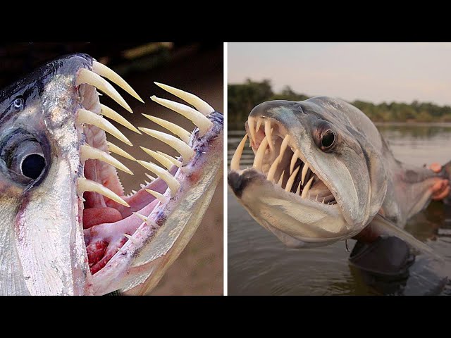 10 DEADLIEST River Monsters Of The ! 