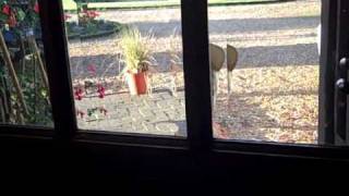 Ciaran As Russell From Disney Pixars Up. The Wilderness Explorer.