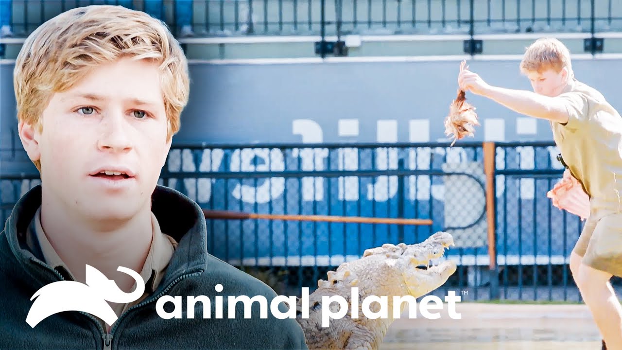 Estreia de um espetáculo com crocodilo no zoológico | A Família Irwin | Animal Planet Brasil