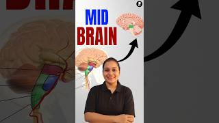 Midbrain (Mesencephalon) Explained | Brainstem Parts in 1 Minute