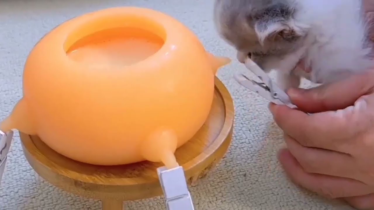 Baby Kittens Feeding Milk from Artificial Nipples 🐈 🥛🍼
