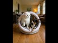 Жми лайк, подписывайся и смотри до конца!#cat #кот #животные #приколы #юмор #смешно #рекомендации