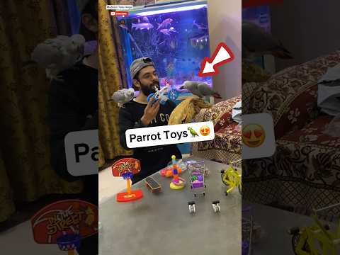 Parrot Toys Training 🦜😍 – LwM day 52/1000