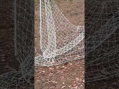 Flock of chickens mysteriously freeze up, owner left #Shorts