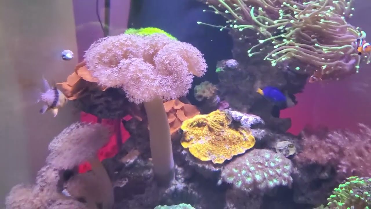 54gl. corner tank...Hydras, skimmer, refugium & NSW