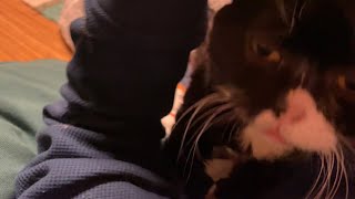 飼い主のかまって攻撃へのもんたの反応