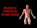 Muscle Protein Synthesis Explained