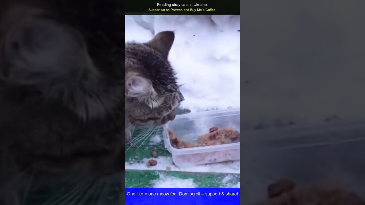 Stray Cats in Ukraine Deserve Love Too